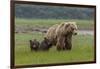 USA, Alaska, Katmai National Park, Hallo Bay. Coastal Brown Bear with twins-Frank Zurey-Framed Photographic Print