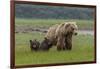 USA, Alaska, Katmai National Park, Hallo Bay. Coastal Brown Bear with twins-Frank Zurey-Framed Photographic Print