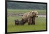 USA, Alaska, Katmai National Park, Hallo Bay. Coastal Brown Bear with twins-Frank Zurey-Framed Photographic Print