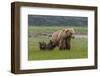 USA, Alaska, Katmai National Park, Hallo Bay. Coastal Brown Bear with twins-Frank Zurey-Framed Photographic Print