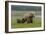 USA, Alaska, Katmai National Park, Hallo Bay. Coastal Brown Bear with twins-Frank Zurey-Framed Photographic Print