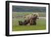 USA, Alaska, Katmai National Park, Hallo Bay. Coastal Brown Bear with twins-Frank Zurey-Framed Photographic Print