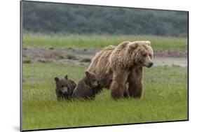 USA, Alaska, Katmai National Park, Hallo Bay. Coastal Brown Bear with twins-Frank Zurey-Mounted Photographic Print