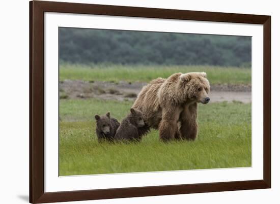 USA, Alaska, Katmai National Park, Hallo Bay. Coastal Brown Bear with twins-Frank Zurey-Framed Premium Photographic Print