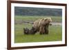 USA, Alaska, Katmai National Park, Hallo Bay. Coastal Brown Bear with twins-Frank Zurey-Framed Premium Photographic Print