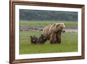 USA, Alaska, Katmai National Park, Hallo Bay. Coastal Brown Bear with twins-Frank Zurey-Framed Premium Photographic Print