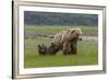 USA, Alaska, Katmai National Park, Hallo Bay. Coastal Brown Bear with twins-Frank Zurey-Framed Premium Photographic Print