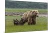 USA, Alaska, Katmai National Park, Hallo Bay. Coastal Brown Bear with twins-Frank Zurey-Mounted Premium Photographic Print