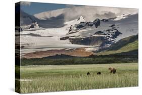 USA, Alaska, Katmai National Park, Hallo Bay. Coastal Brown Bear with twins-Frank Zurey-Stretched Canvas