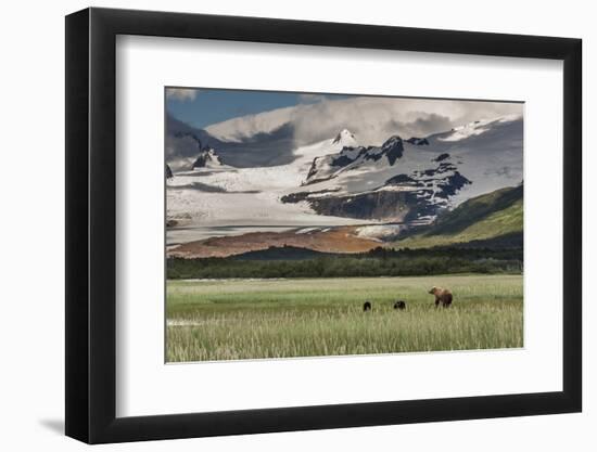 USA, Alaska, Katmai National Park, Hallo Bay. Coastal Brown Bear with twins-Frank Zurey-Framed Photographic Print