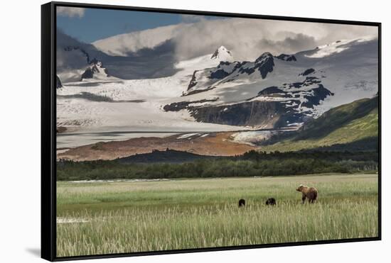 USA, Alaska, Katmai National Park, Hallo Bay. Coastal Brown Bear with twins-Frank Zurey-Framed Stretched Canvas