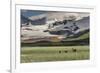 USA, Alaska, Katmai National Park, Hallo Bay. Coastal Brown Bear with twins-Frank Zurey-Framed Photographic Print