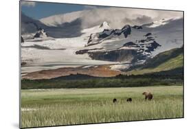 USA, Alaska, Katmai National Park, Hallo Bay. Coastal Brown Bear with twins-Frank Zurey-Mounted Photographic Print