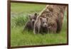 USA, Alaska, Katmai National Park, Hallo Bay. Coastal Brown Bear with twins-Frank Zurey-Framed Photographic Print