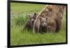 USA, Alaska, Katmai National Park, Hallo Bay. Coastal Brown Bear with twins-Frank Zurey-Framed Photographic Print