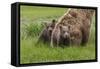 USA, Alaska, Katmai National Park, Hallo Bay. Coastal Brown Bear with twins-Frank Zurey-Framed Stretched Canvas