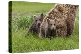 USA, Alaska, Katmai National Park, Hallo Bay. Coastal Brown Bear with twins-Frank Zurey-Stretched Canvas