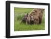 USA, Alaska, Katmai National Park, Hallo Bay. Coastal Brown Bear with twins-Frank Zurey-Framed Premium Photographic Print