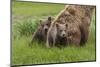 USA, Alaska, Katmai National Park, Hallo Bay. Coastal Brown Bear with twins-Frank Zurey-Mounted Premium Photographic Print