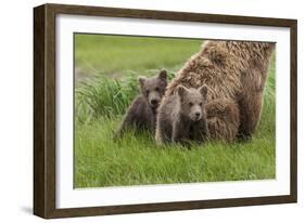 USA, Alaska, Katmai National Park, Hallo Bay. Coastal Brown Bear with twins-Frank Zurey-Framed Photographic Print