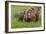 USA, Alaska, Katmai National Park, Hallo Bay. Coastal Brown Bear with twins-Frank Zurey-Framed Photographic Print