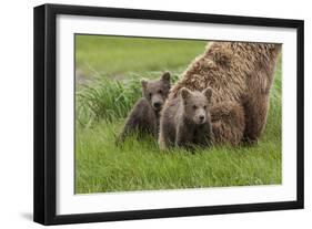 USA, Alaska, Katmai National Park, Hallo Bay. Coastal Brown Bear with twins-Frank Zurey-Framed Photographic Print