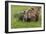 USA, Alaska, Katmai National Park, Hallo Bay. Coastal Brown Bear with twins-Frank Zurey-Framed Photographic Print