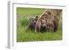 USA, Alaska, Katmai National Park, Hallo Bay. Coastal Brown Bear with twins-Frank Zurey-Framed Photographic Print