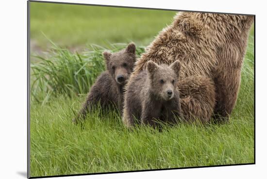 USA, Alaska, Katmai National Park, Hallo Bay. Coastal Brown Bear with twins-Frank Zurey-Mounted Photographic Print