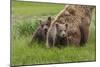 USA, Alaska, Katmai National Park, Hallo Bay. Coastal Brown Bear with twins-Frank Zurey-Mounted Photographic Print