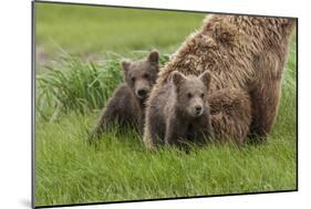 USA, Alaska, Katmai National Park, Hallo Bay. Coastal Brown Bear with twins-Frank Zurey-Mounted Photographic Print