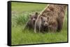 USA, Alaska, Katmai National Park, Hallo Bay. Coastal Brown Bear with twins-Frank Zurey-Framed Stretched Canvas