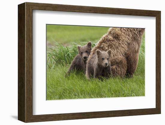 USA, Alaska, Katmai National Park, Hallo Bay. Coastal Brown Bear with twins-Frank Zurey-Framed Photographic Print