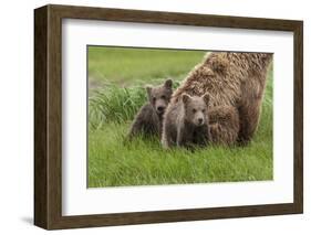 USA, Alaska, Katmai National Park, Hallo Bay. Coastal Brown Bear with twins-Frank Zurey-Framed Photographic Print