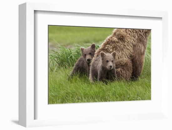 USA, Alaska, Katmai National Park, Hallo Bay. Coastal Brown Bear with twins-Frank Zurey-Framed Photographic Print