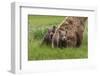 USA, Alaska, Katmai National Park, Hallo Bay. Coastal Brown Bear with twins-Frank Zurey-Framed Photographic Print