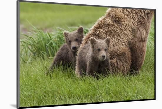 USA, Alaska, Katmai National Park, Hallo Bay. Coastal Brown Bear with twins-Frank Zurey-Mounted Photographic Print