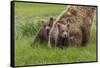 USA, Alaska, Katmai National Park, Hallo Bay. Coastal Brown Bear with twins-Frank Zurey-Framed Stretched Canvas