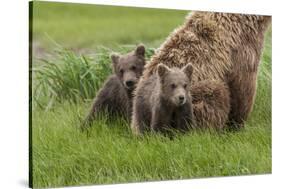 USA, Alaska, Katmai National Park, Hallo Bay. Coastal Brown Bear with twins-Frank Zurey-Stretched Canvas