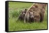 USA, Alaska, Katmai National Park, Hallo Bay. Coastal Brown Bear with twins-Frank Zurey-Framed Stretched Canvas