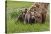 USA, Alaska, Katmai National Park, Hallo Bay. Coastal Brown Bear with twins-Frank Zurey-Stretched Canvas