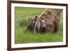 USA, Alaska, Katmai National Park, Hallo Bay. Coastal Brown Bear with twins-Frank Zurey-Framed Premium Photographic Print