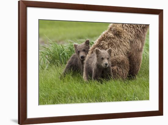 USA, Alaska, Katmai National Park, Hallo Bay. Coastal Brown Bear with twins-Frank Zurey-Framed Premium Photographic Print