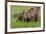 USA, Alaska, Katmai National Park, Hallo Bay. Coastal Brown Bear with twins-Frank Zurey-Framed Premium Photographic Print