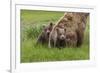 USA, Alaska, Katmai National Park, Hallo Bay. Coastal Brown Bear with twins-Frank Zurey-Framed Photographic Print