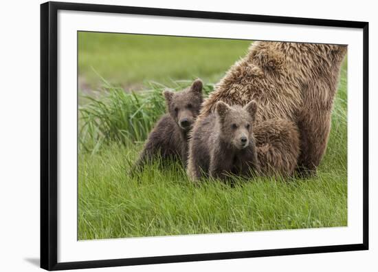 USA, Alaska, Katmai National Park, Hallo Bay. Coastal Brown Bear with twins-Frank Zurey-Framed Photographic Print