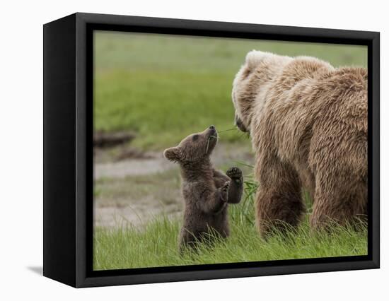 USA, Alaska, Katmai National Park, Hallo Bay. Coastal Brown Bear with twins-Frank Zurey-Framed Stretched Canvas