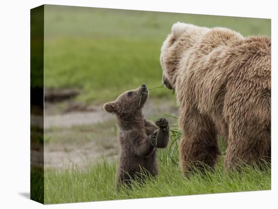 USA, Alaska, Katmai National Park, Hallo Bay. Coastal Brown Bear with twins-Frank Zurey-Stretched Canvas