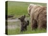 USA, Alaska, Katmai National Park, Hallo Bay. Coastal Brown Bear with twins-Frank Zurey-Stretched Canvas