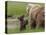 USA, Alaska, Katmai National Park, Hallo Bay. Coastal Brown Bear with twins-Frank Zurey-Stretched Canvas